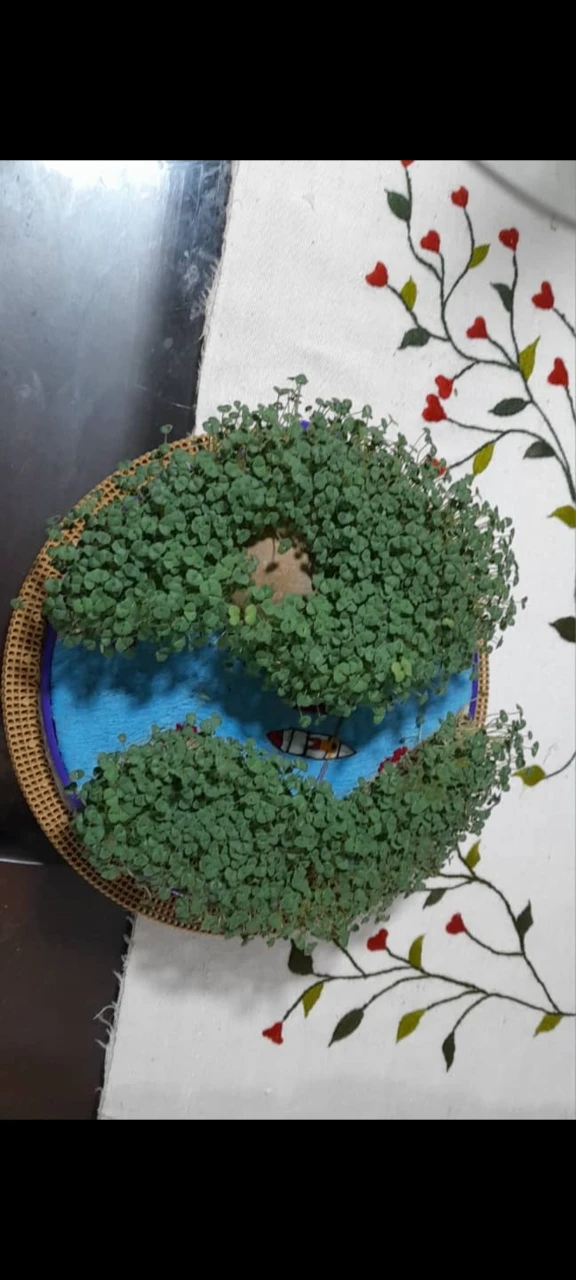 سبزه عید نوروز, ما گالری سبزه عید نوروز - Image 2