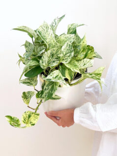 گیاه پتوس مرمری